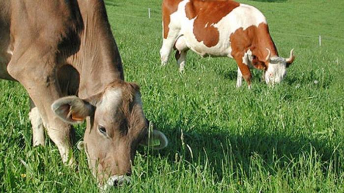 Partnervermittlung für landwirte .ch