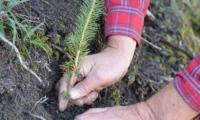 Im Oktober werden die 263 Bäume, welche den Gross- und Staatsräten geschenkt wurden, im Teelwald gepflanzt.