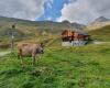 Alpe Bel - Begleite unsere Bergbauern