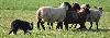 Sheepdog Trial 