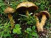 Wunderwelt Pilze