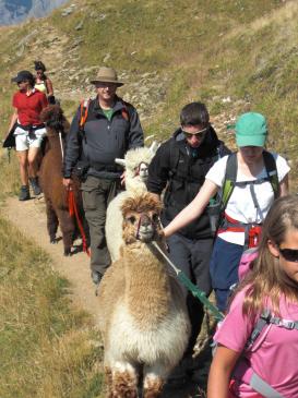2Bereits den zweiten Sommer finden auf Torrent Alpaka-Trekkings statt!